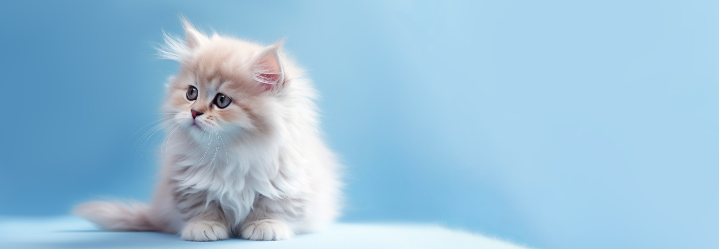 a cute white cat